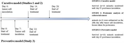 Treatment With Medicinal Mushroom Extract Mixture Inhibits Translation and Reprograms Metabolism in Advanced Colorectal Cancer Animal Model as Evidenced by Tandem Mass Tags Proteomics Analysis